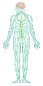 脳・神経系の基礎知識