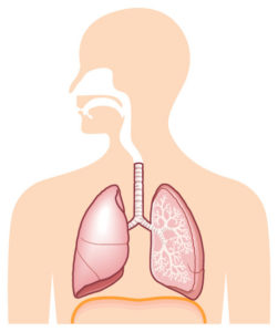 呼吸器の基礎知識