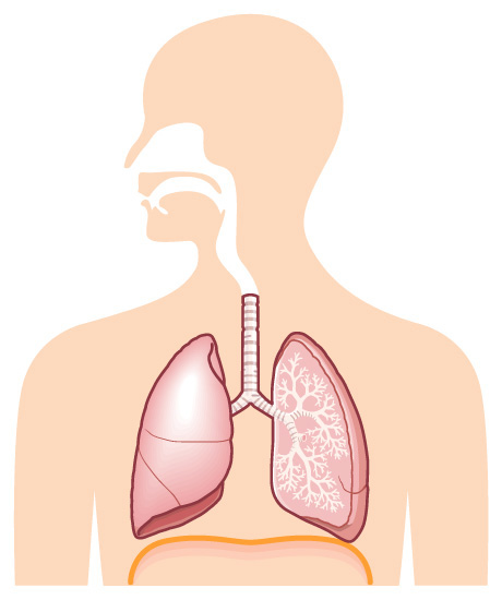呼吸器の基礎知識