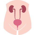 尿路感染症（尿道炎・膀胱炎・腎盂腎炎）とは？　主な症状や原因、治療方法は？