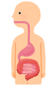 消化器の基礎知識