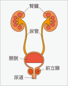 前立腺がんとは？　主な症状や原因、治療方法は？